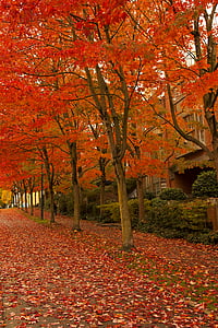 autunno, foglie secche, caduta, foglie, percorso, alberi