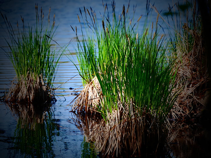 Lake, water, reed, grassen, stemming, wateren