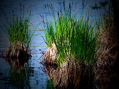 lake, water, reed, grasses, mood, waters