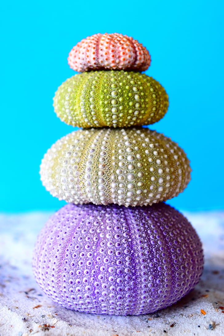sea urchins, sea, sand, color, stack, balance, focus on foreground