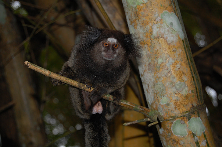 mico, marmoset, monkey, wildlife, common marmoset, shere of tuff black