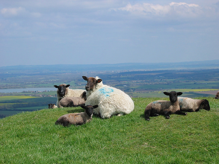 ovelles, anyells, primavera, Sussex, Anglaterra, herba, granja