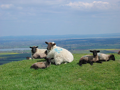 fåren, lammen, våren, Sussex, England, gräs, gård