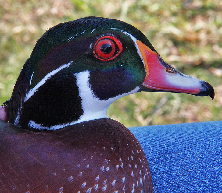 wood duck, bird, profile, head, male, wildlife, nature