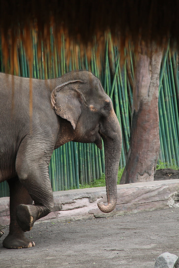 olifant, dier, Bali, Azië, Indonesië, Ubud, eiland