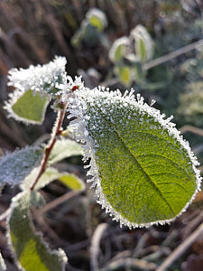 winter, frost, frozen, wintry, cold, hoarfrost, branch