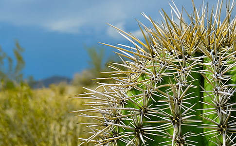 naturaleza, desierto, planta, cactus, plantas suculentas, sostenido, puntiagudos