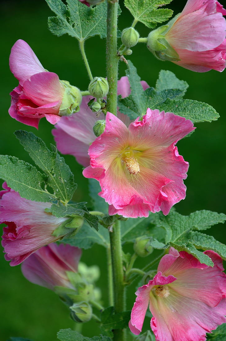 stock rose, mallow, flowers, flower, garden, pink, macro