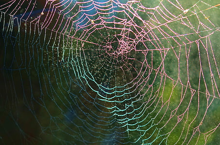 spider, web, net, animal, rain, drop, nature