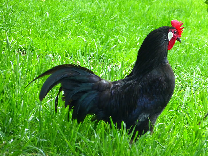 κοτόπουλο, μαύρο, Augsburger κοτόπουλο, φυλή κοτόπουλου, ζωικό κεφάλαιο, Hahn, πουλί