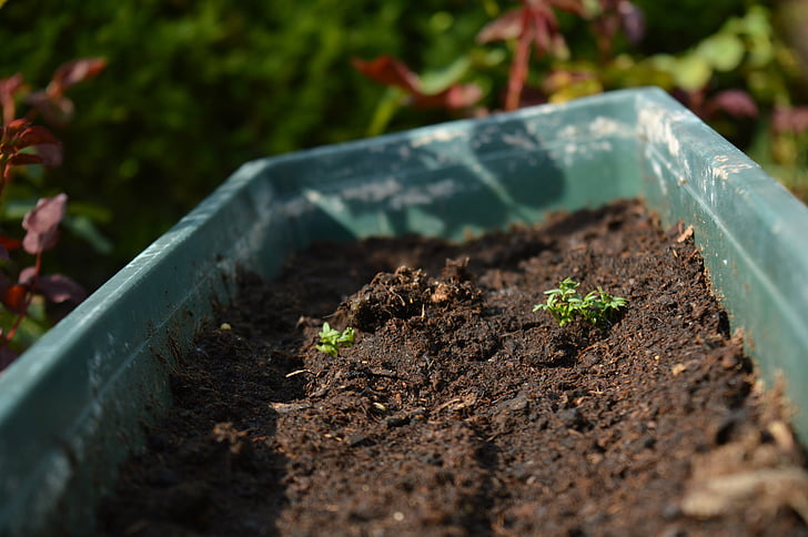 plant, life, earth, summer