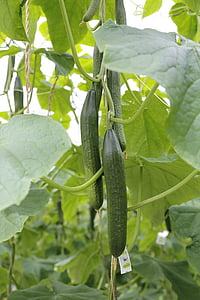 gherkins, cucumbers, vegetables, greenhouse, food, agriculture