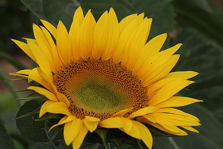 bunga, bunga matahari, bunga matahari, bunga, alam, bunga kuning, pipa
