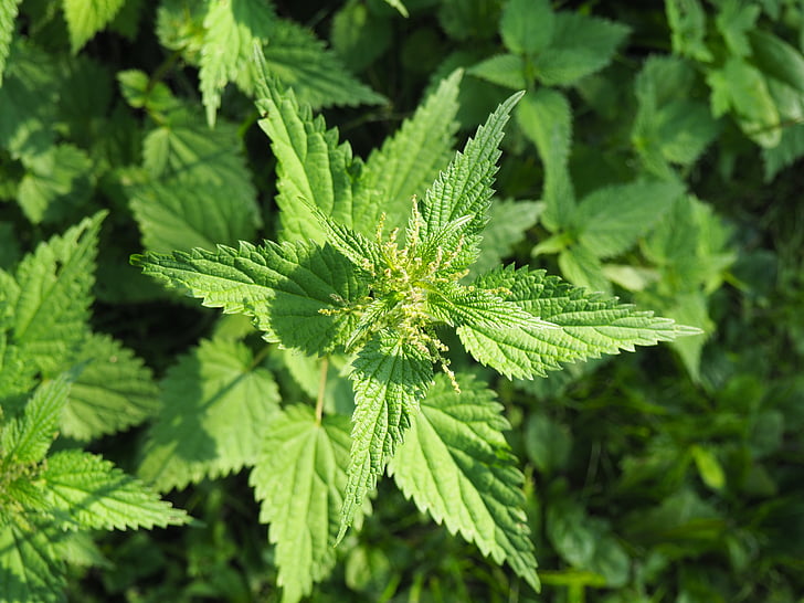 stinging nettle, nature, medicinal plant, green, weed, wild herbs, medicinal herbs