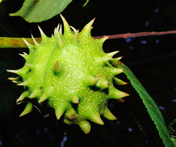 chestnut, fruit, green, immature, prickly, plant, spotlight