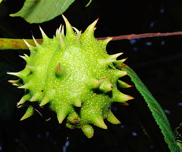 chestnut, fruit, green, immature, prickly, plant, spotlight