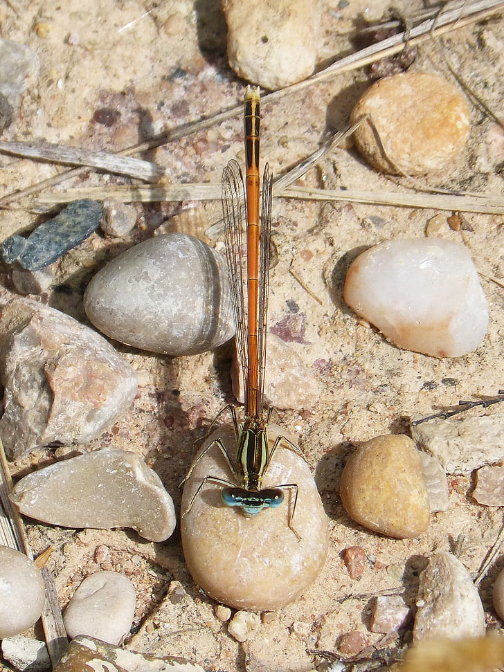 Platycnemis acutipennis, Orange dragonfly, detalj, stenar, Bevingade insekter, Dragonfly