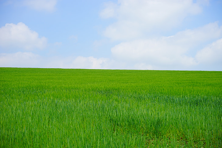 polje pšenice, polje kukuruza, pšenica, pšenica šiljak, šiljak, žitarice, ljeto