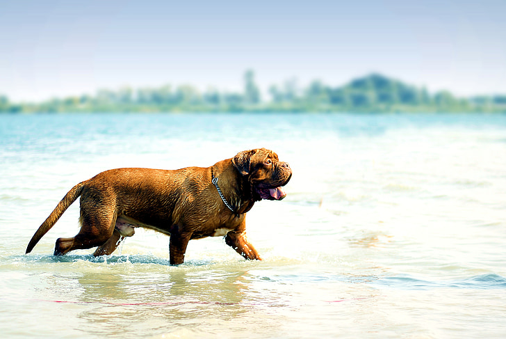 บอร์โด, สุนัข, เดอ, dogue, น้ำ, เต็มไปด้วยโคลน, ทะเลสาบ