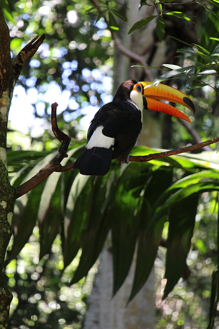 Tucano, φύση, πουλί, δάσος, Parque das aves