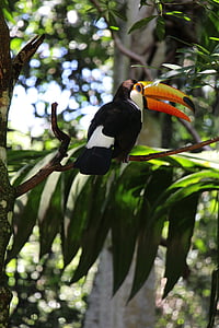 Tucano, natur, fuglen, skog, Parque das aves