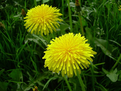 sonchus oleraceus, flower, spring, meadow, nature, yellow, plant