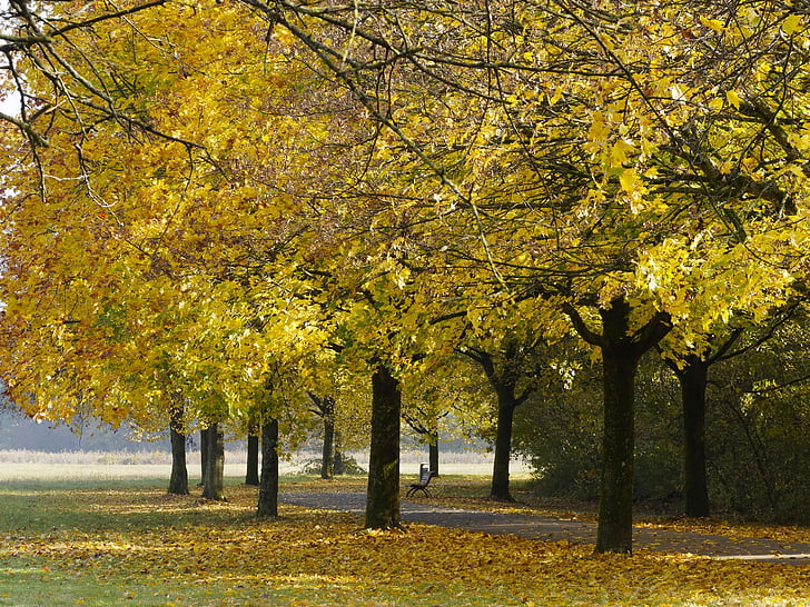 na podzim, krajina, podzimní krajina, Příroda, stromy, barvy, listoví