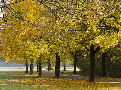 l’automne, paysage, paysage d’automne, nature, arbres, couleurs, feuillage