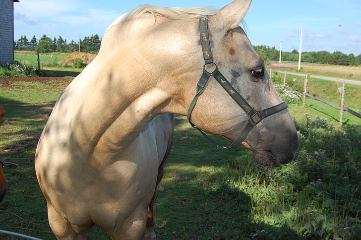 häst, Prince edward island, Kanada, gård
