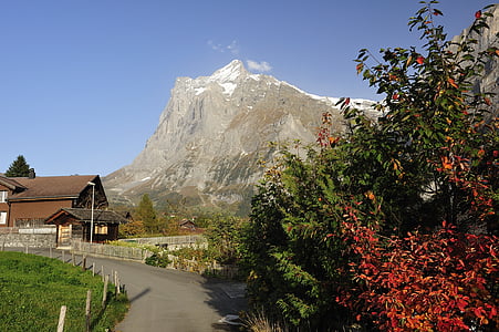 Grindelwald, fjell, våningshus, høst, hytter, postkartenmotiv, trehus