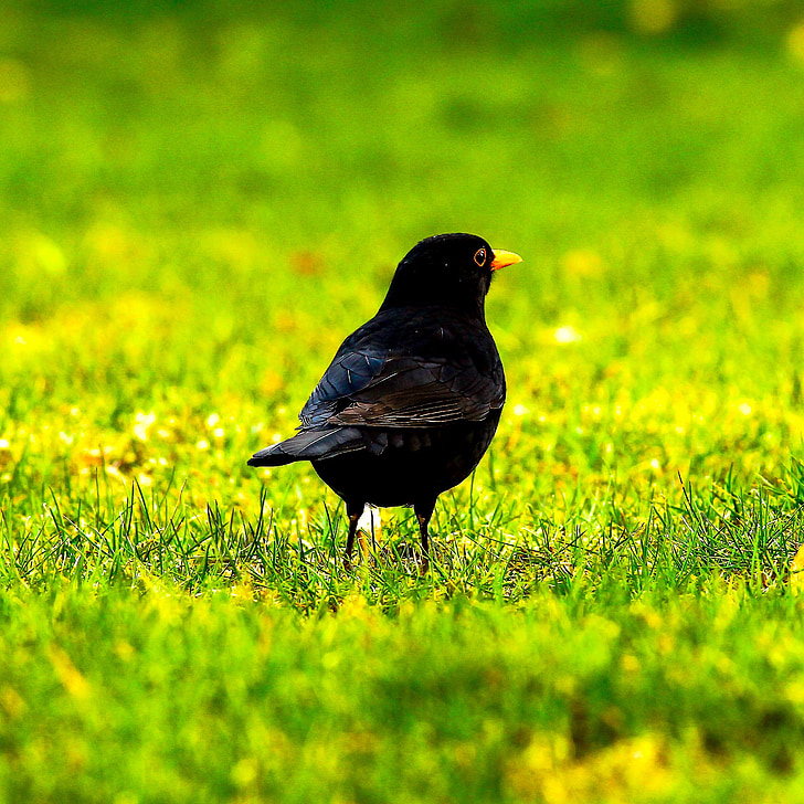 Blackbird, černá, zvíře, pták, peří, Příroda, kámen
