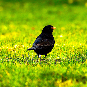 blackbird, black, animal, bird, feather, nature, stone