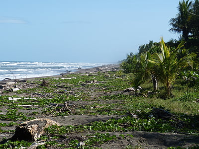 Pacific, Costa Rica, stranden, trä, baustamm, havet, drift wood