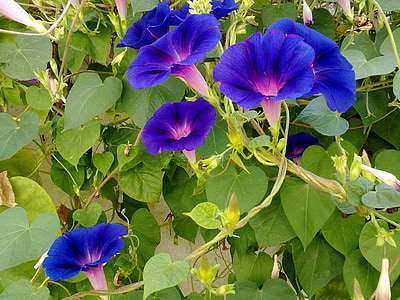 jardí, flors, blau, flor