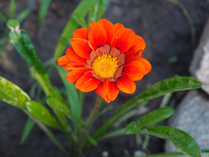 flowers, orange flowers, orange flower, orange, closeup, flower bed, garden flower