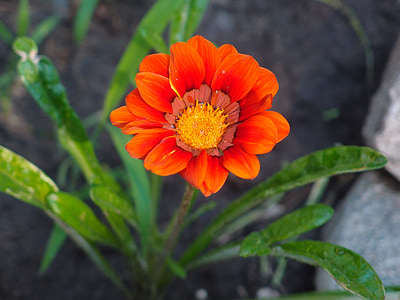 fleurs, fleurs orange, fleur d’oranger, orange, Closeup, plate-bande, fleur de jardin