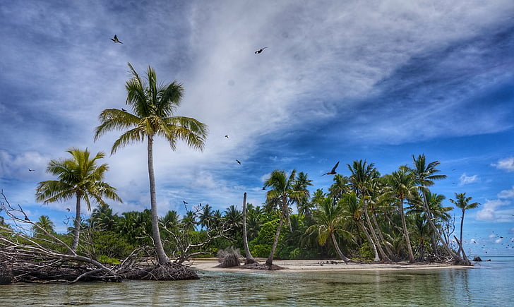 islets, lagoon, polynesia, palm tree, tree, cloud - sky, sky