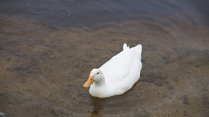 duck, bird, water, lake, swim, park