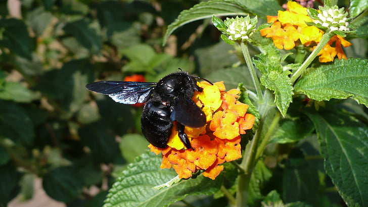 nature, insect, wasp, black