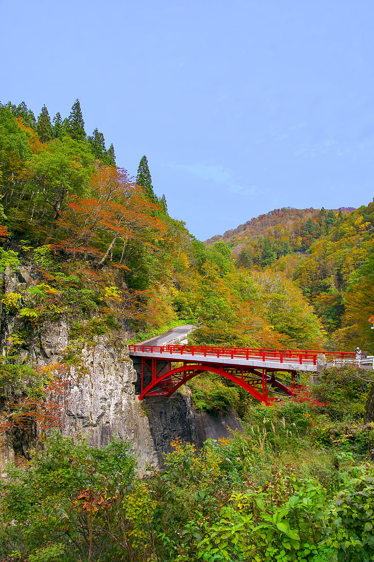Japon, feuilles automnales, Canton d’Akiyama, vallée de, automne, Nagano, Niigata