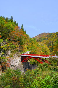 Japonija, rudens lapai, Akiyama miestelis, slėnis, rudenį, Nagano, Niigata