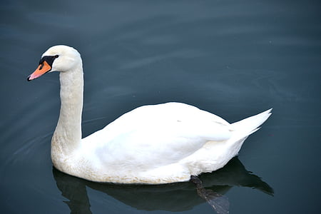 swan, swan in the water, water, bird, swans, water bird, animal