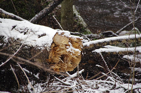 strom, Les, sněží, Příroda, Ekologie, Estonsko, Národní park Lahemaa