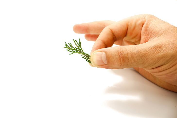 pine, hand, nature, trees, plant, branch, leaves