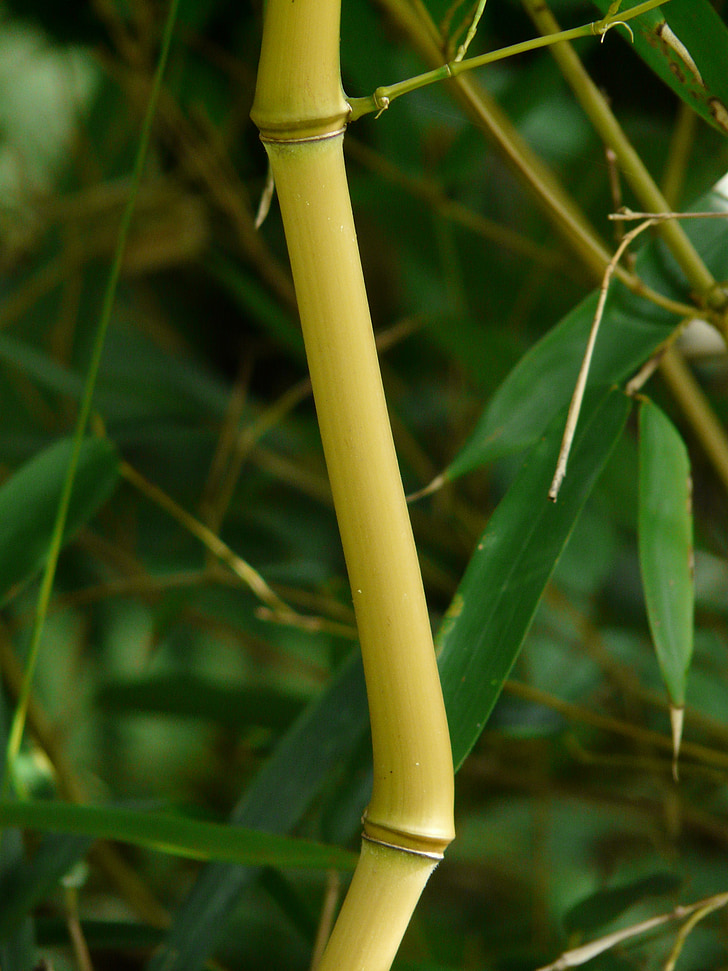 bambusa, bambusa stieņi, zickzag, zelta bambusa caurulīti, mezgla bambusa, dzeltenā bambusa, aureocaulis