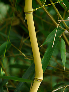 bambù, canne di bambù, zickzag, tubo di bambù dell'oro, bambù di nodo, bambù giallo, aureocaulis