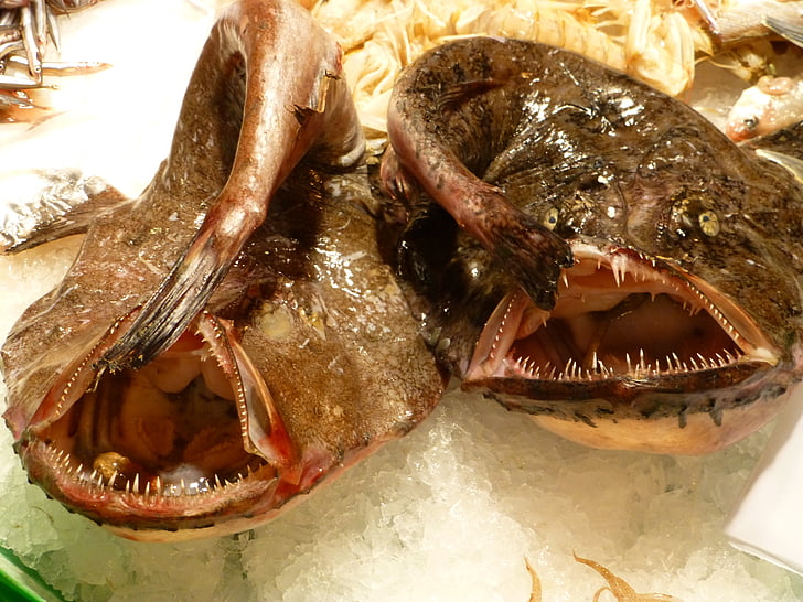 fish, food, dine, eat