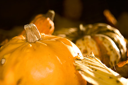 pumpkin, yellow, autumn, pumpkins, gourd, harvest, choice choose