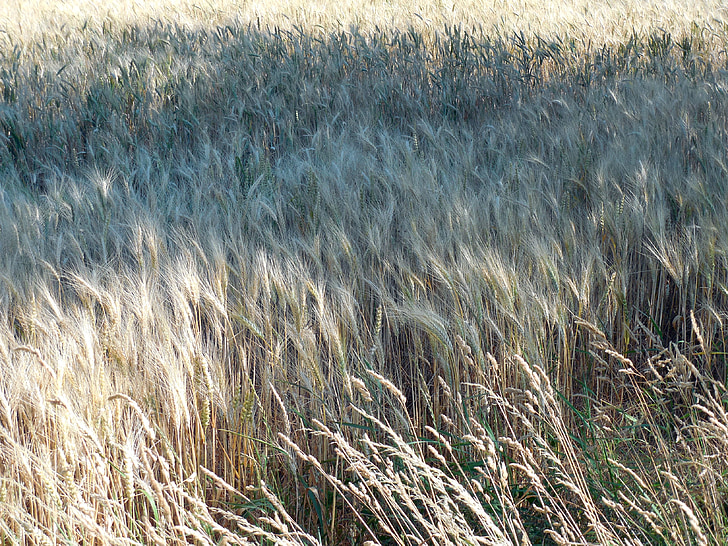 pšeničné pole, pšenice, pole, sklizeň, obiloviny, kukuřičné pole, na orné půdě