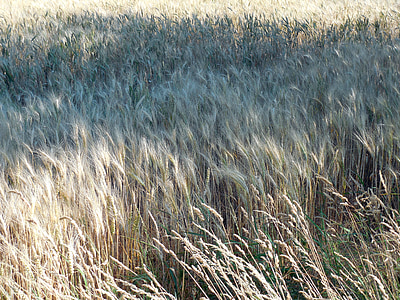 wheat field, wheat, field, harvest, cereals, cornfield, arable